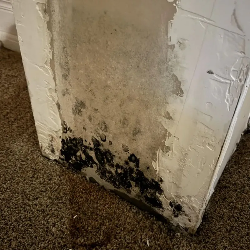 Professional Mold Removal in Chickamauga, GA